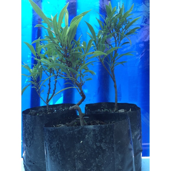 bibit / bahan bonsai beringin afrika / ficus afrika