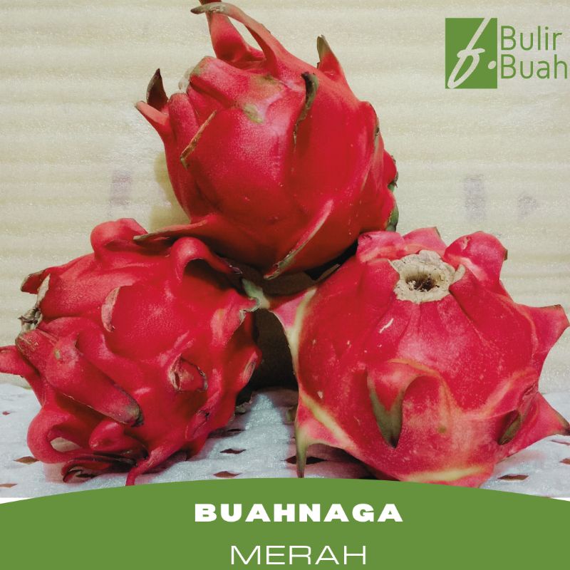 

Buah Naga Merah Super/Kg