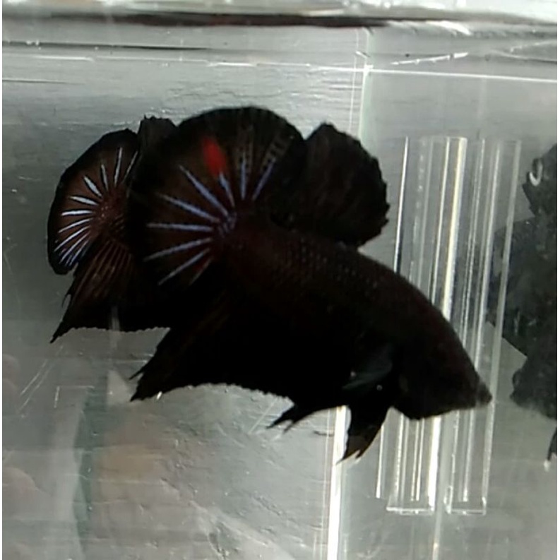 ikan cupang hias giant black series