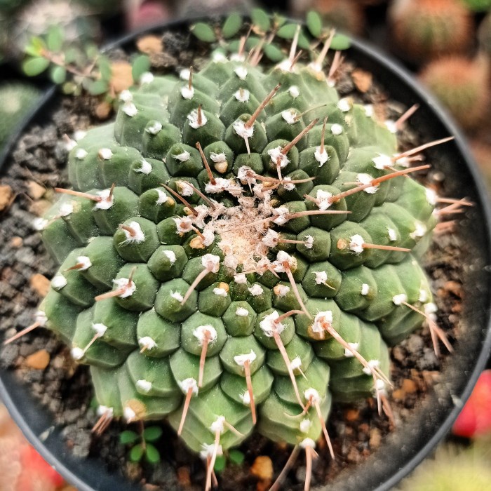 gymnocalycium vatteri