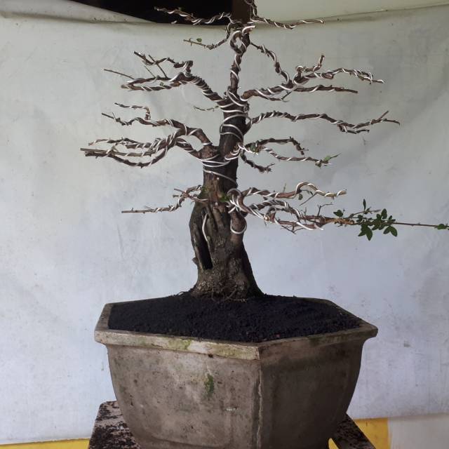 Bonsai mustam