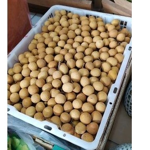 

kelengkeng import bangkok | buah kelengkeng | lengkeng | kelengkeng