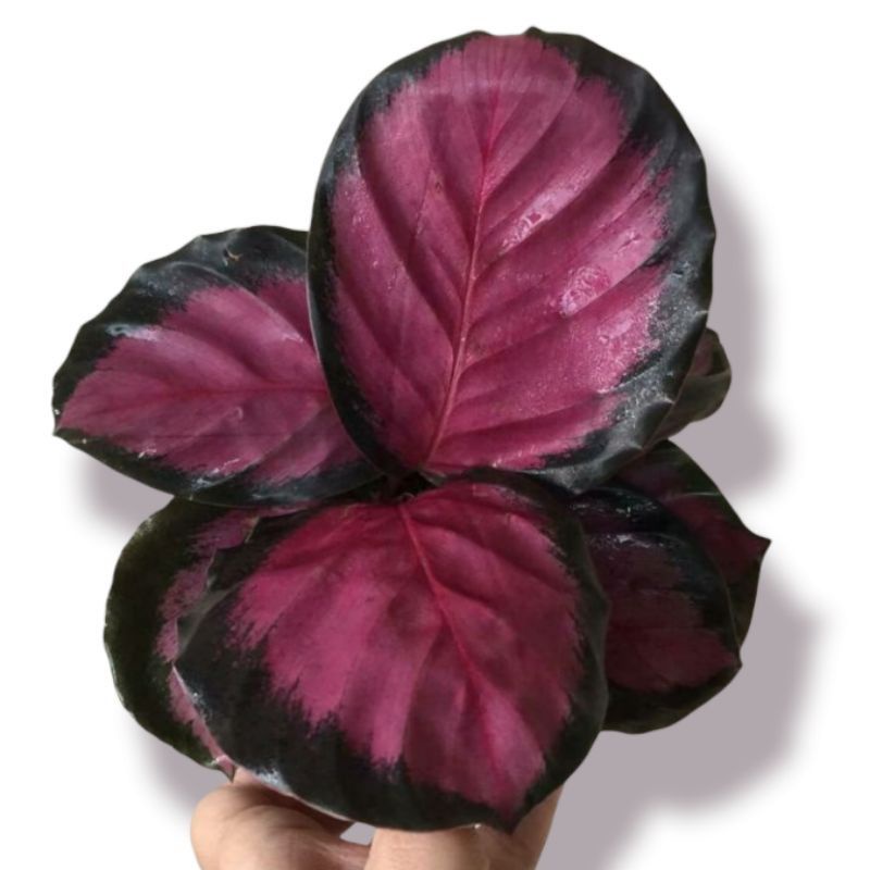 Calathea Crimson Tanaman hias bunga Calathea Crimson termurah best seller daun mulus / Calathea Crim