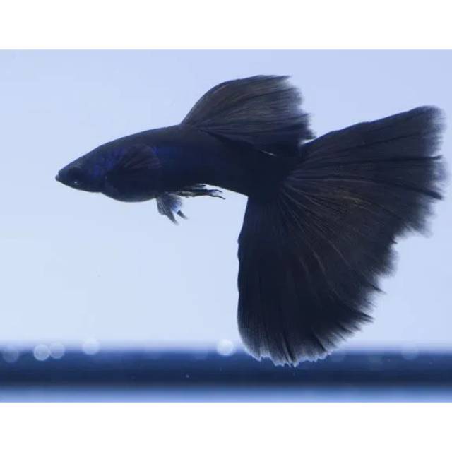 Ikan guppy black moscow