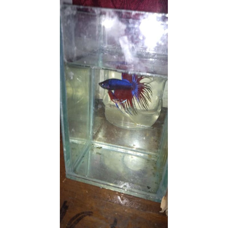 IKAN CUPANG CROWNTAIL SERIT BLUE RED