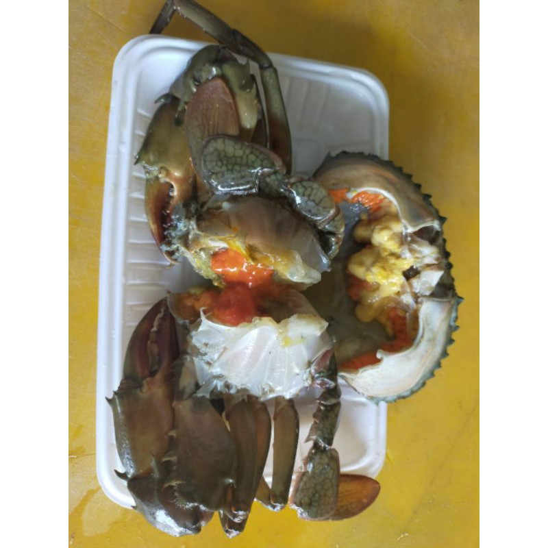 

KEPITING TELOR HIDUP SIZE 250-300 GRAM