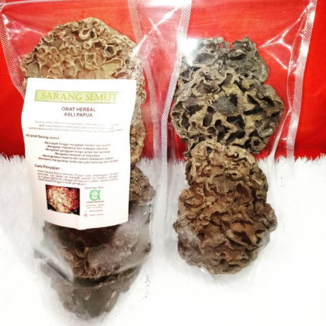 Sarang Semut Asli Papua