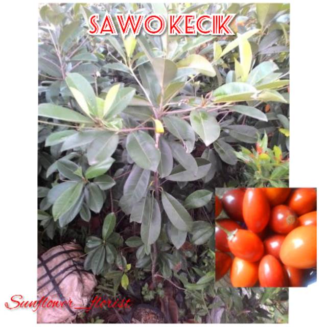 Bibit Buah Sawo Kecik