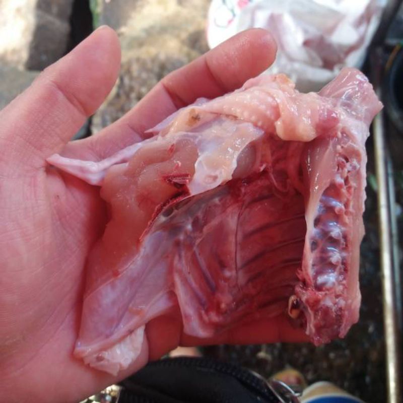 

Ayam Pejantan Kalasan Potongan FROZEN