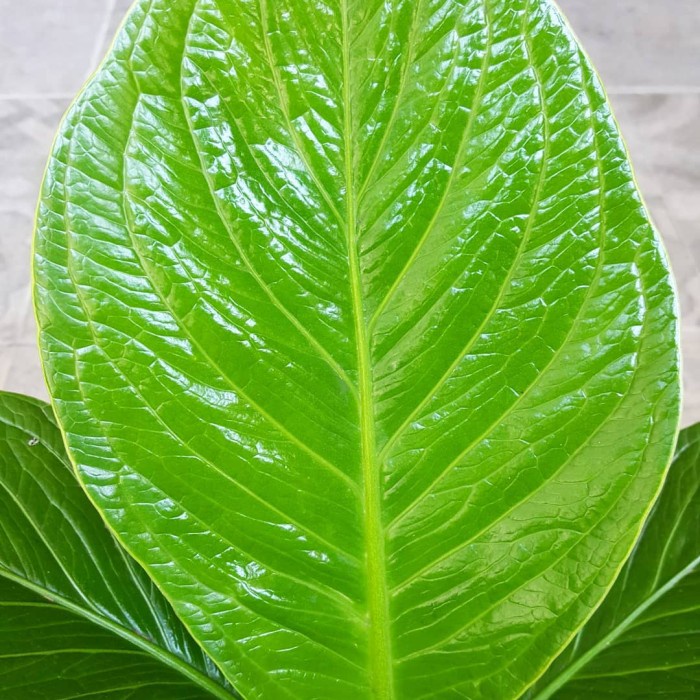 tanaman hias anthurium jemani mangkok antorium cobra