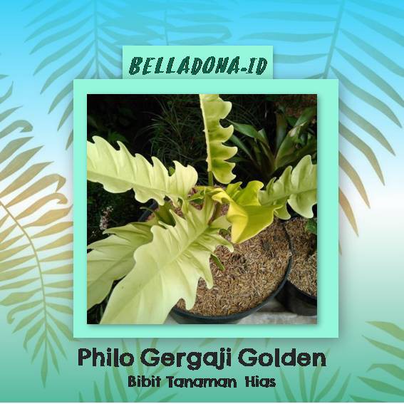 Bibit Tanaman Philo Gergaji Golden