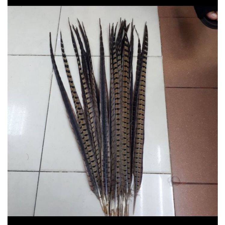 Bulu Sun Go Kong burung Pheasant Panjang untuk Craft Dekorasi