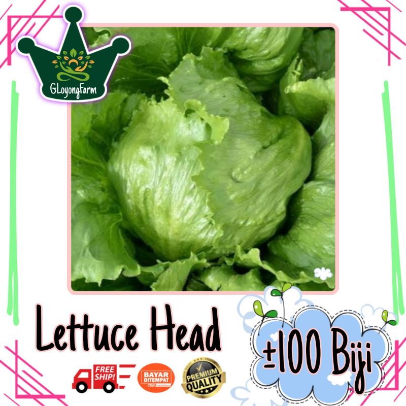 Benih Selada Lettuce Head / Selada Burger - Benih sayuran