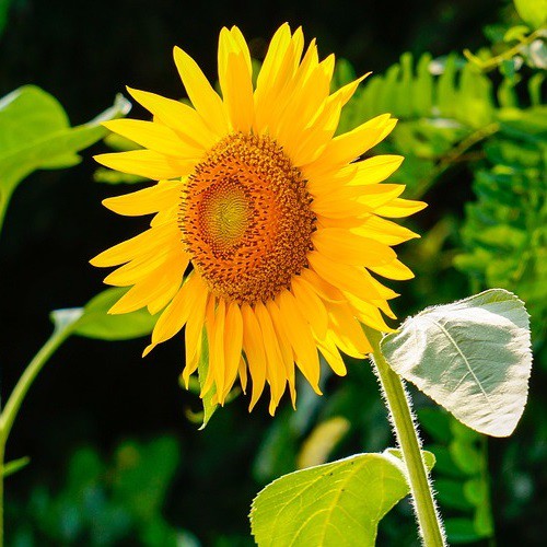 50 Biji Benih Bunga Matahari Lokal Sunflower Helianthus ...