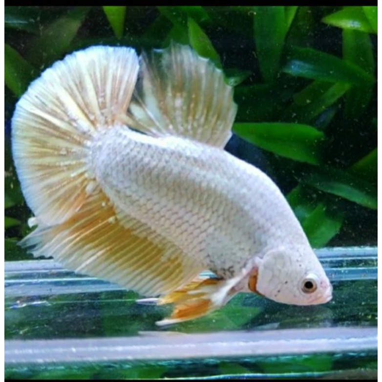 Cupang Yellow Dragon