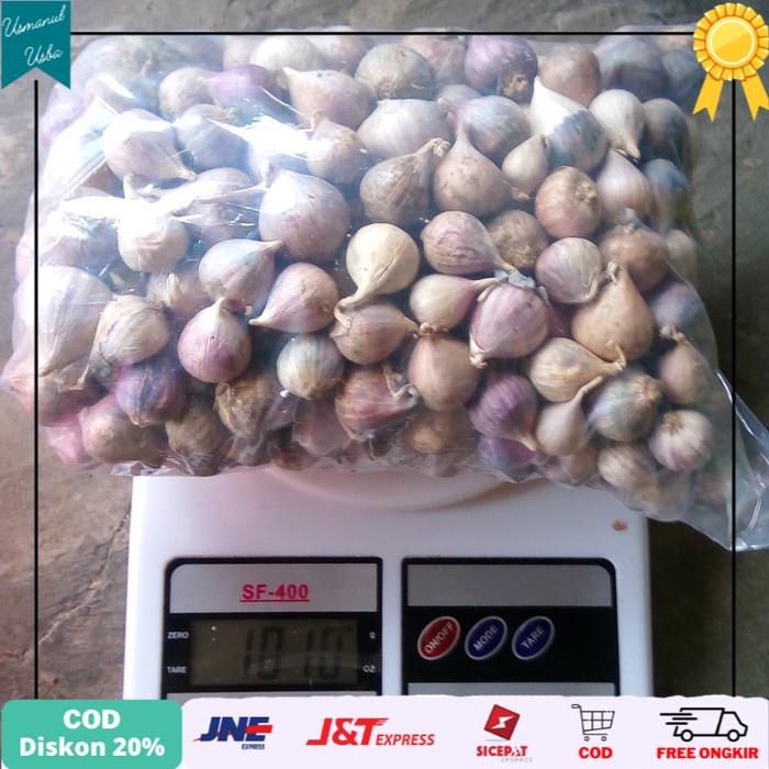 

◾COD◾ bawang putih tunggal ( lanang )