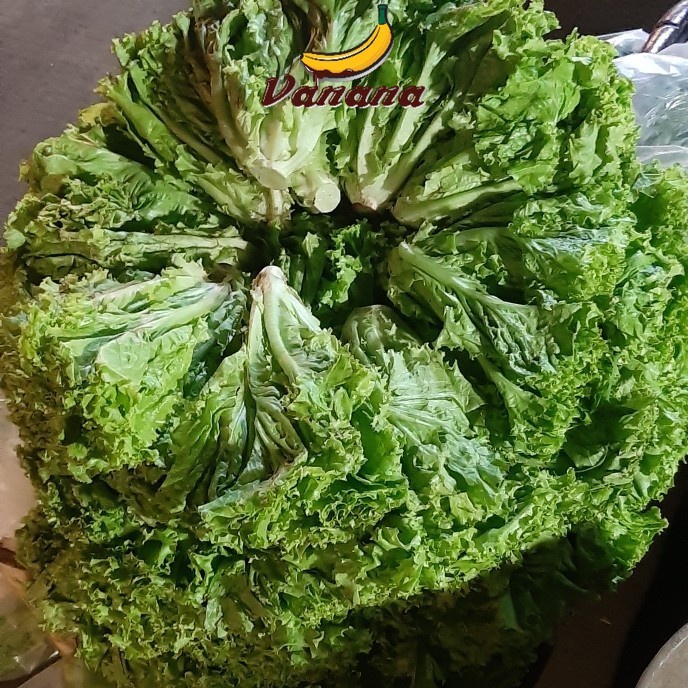 

Selada lalap 1/4kg (250g)