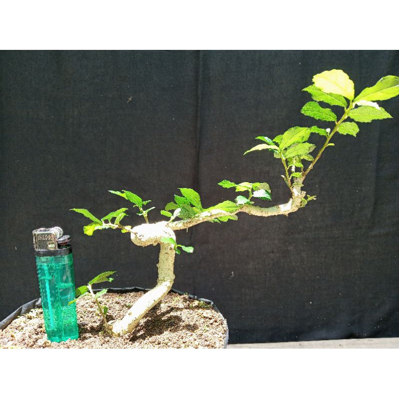 bahan bonsai serut mame meliuk seperti ular real pic