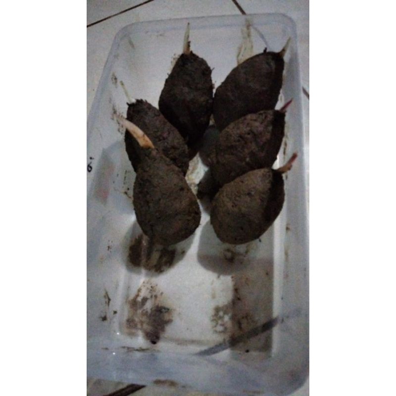 bonggolan aglonema paulina