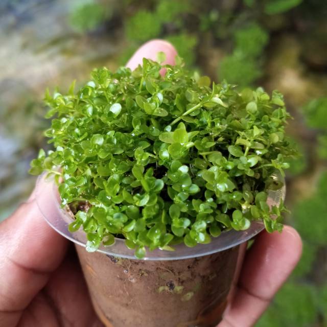 Tanaman aquascape Monte carlo