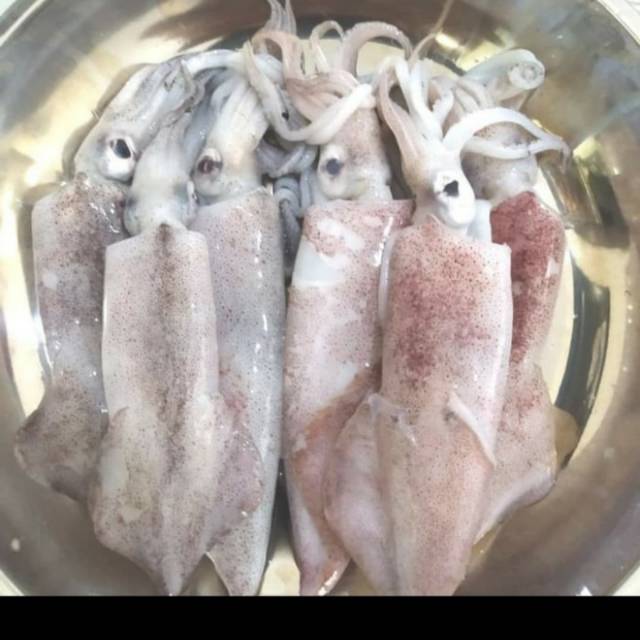 

Cumi basah 500 gram