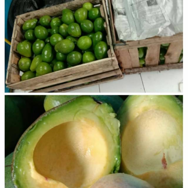 

Paket 3kg Alpukat mentega super Lampung