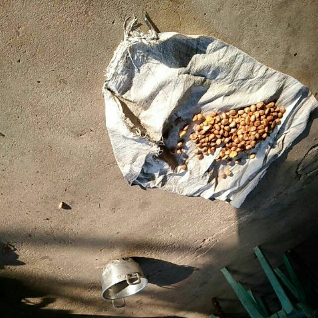 

Biji cempedak