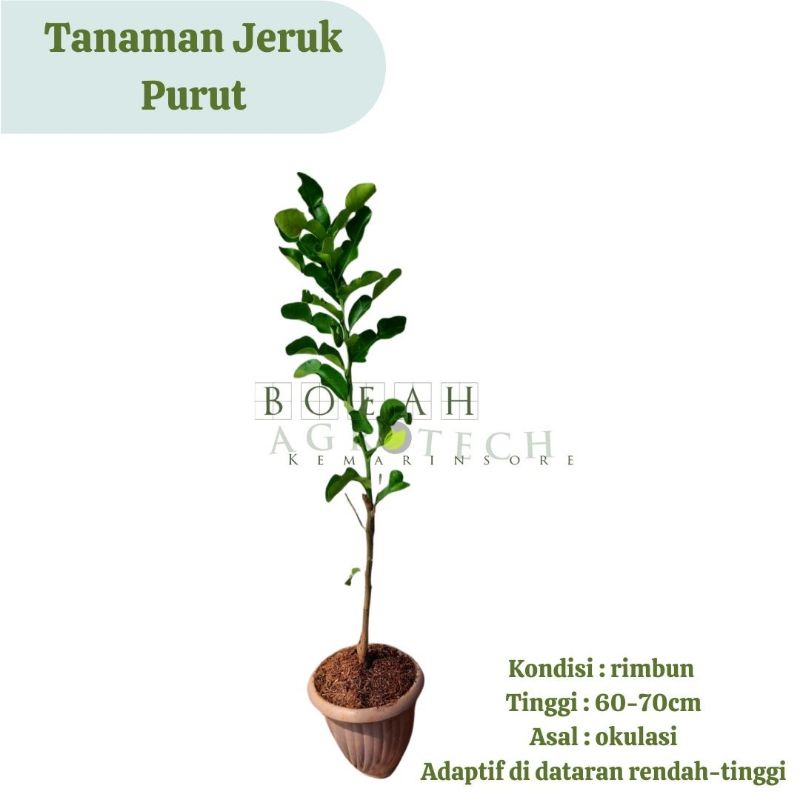 Bibit Tanaman Jeruk Purut Daun Penyedap Masakan Tanaman Daun Jeruk