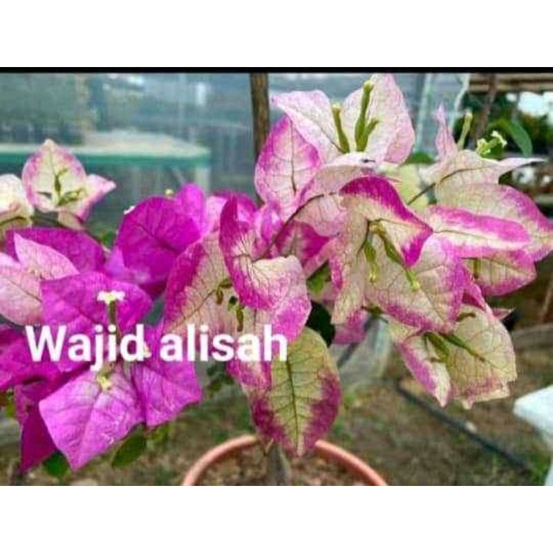 bougenville import  wajid alisha ori