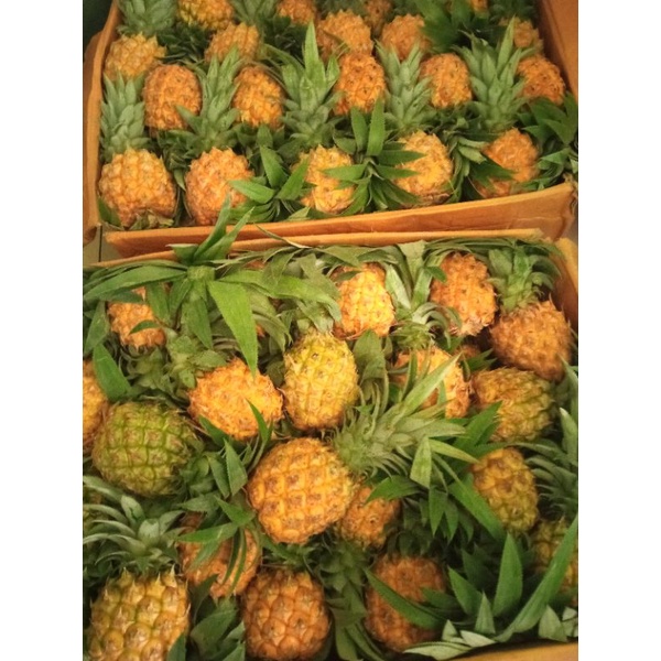 

harga perbuah nanas madu utuh belum kupas, khusus orderan luar kota