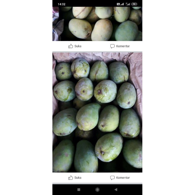 

mangga