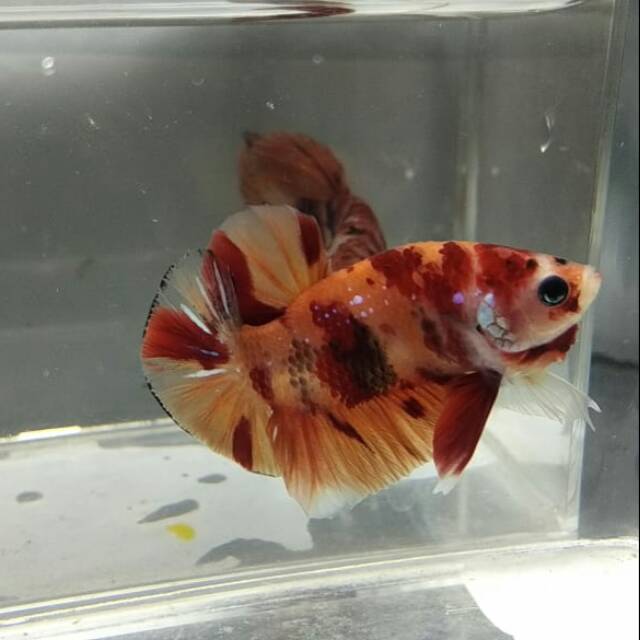 Ikan Cupang Leopard Shopee Indonesia