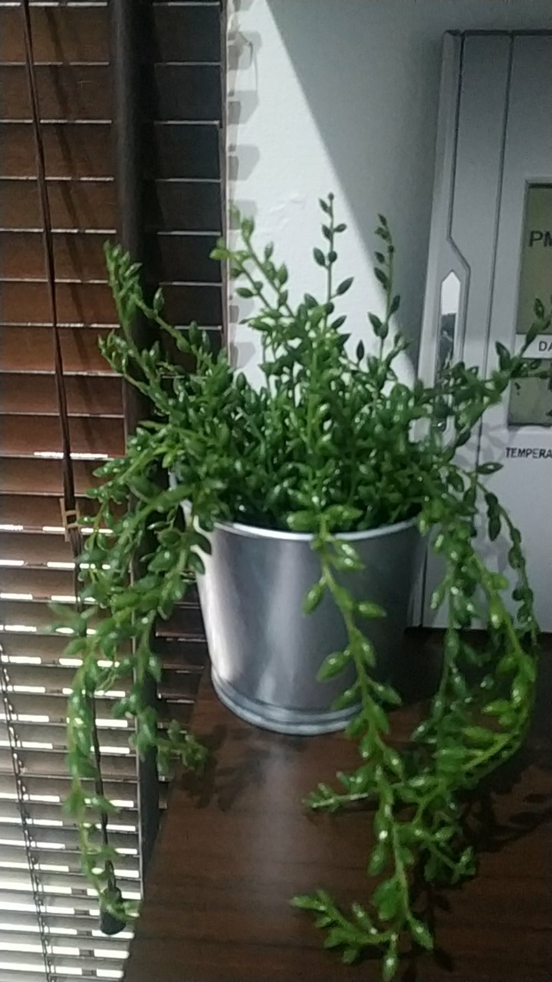 Tanaman Tiruan, Dalam/luar Ruang Senecio Fe2049