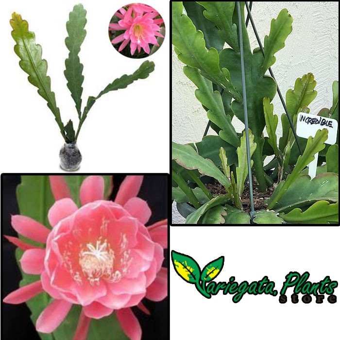 Bibit Wijaya Kusuma incredible Epiphyllum Dewasa ( BERGARANSI )