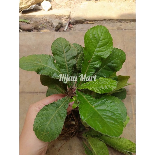 

tanaman herbal daun tapak liman 500 gram