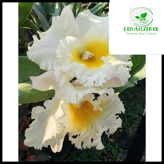 ANGGREK CATLEYA PUTIH HYBRID DEWASA