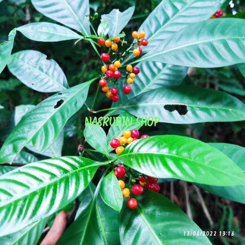 

[Fresh] BIBIT BUAH KOPI LIAR 20 BIJI SIAP SEMAI BUKAN UNTUK DI KONSUMSI