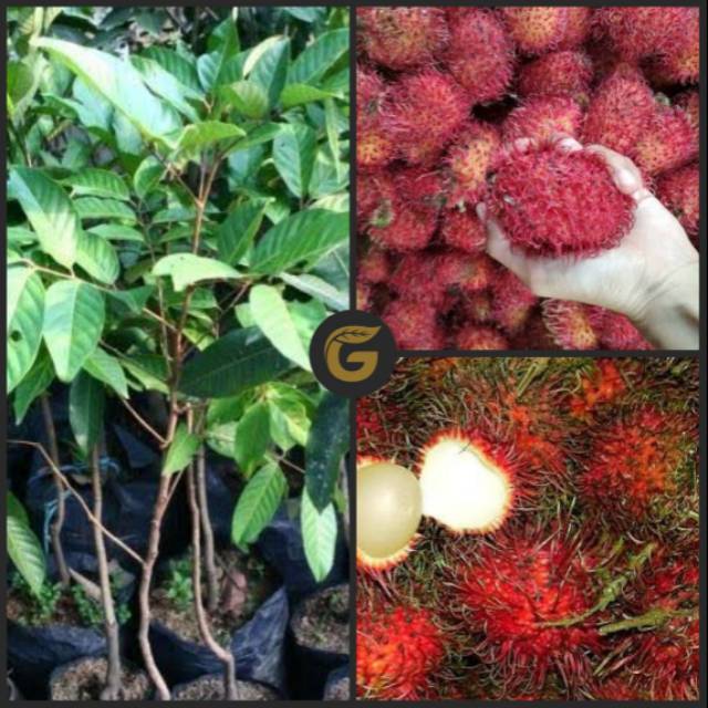 Jual Bibit Tanaman Buah Rambutan Garuda Okulasi 35 40 Cm Shopee