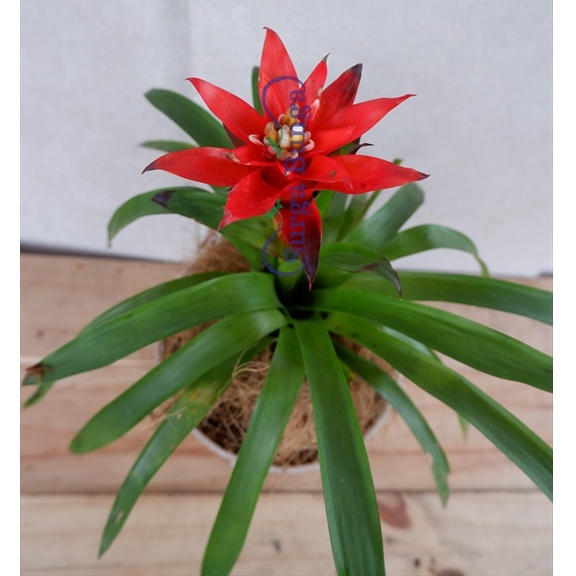 Tanaman Bromelia Guzmania Dewasa Berbunga BERGARANSI