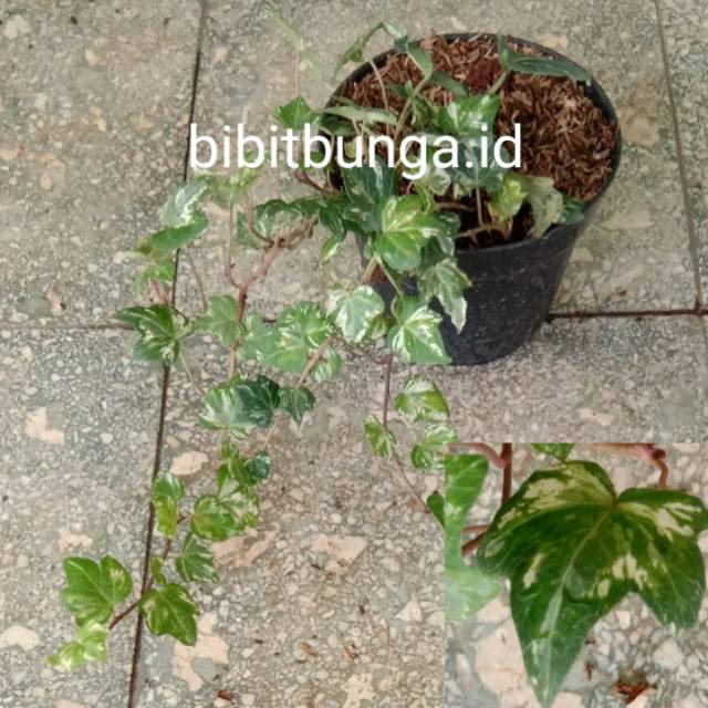 Ivy Variegata Batik Daun Tipis Bibit Tanaman Hias Bunga Gantung Shopee Indonesia