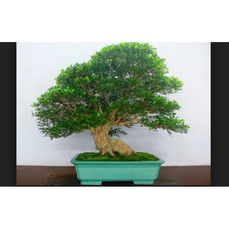 

Benih Bunga Kemuning / Murraya Paniculata seed