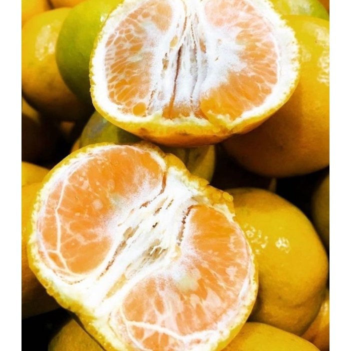 

JERUK SIAM MADU 1KG/BUAH JERUK SIAM SUPER MANIS FRESH