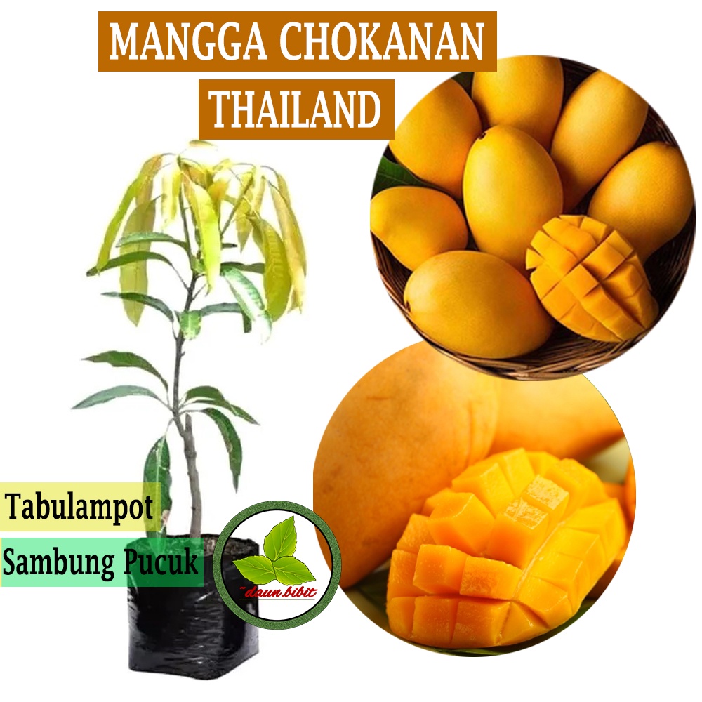 Bibit Mangga Chokanan Thailand (Tabulampot)