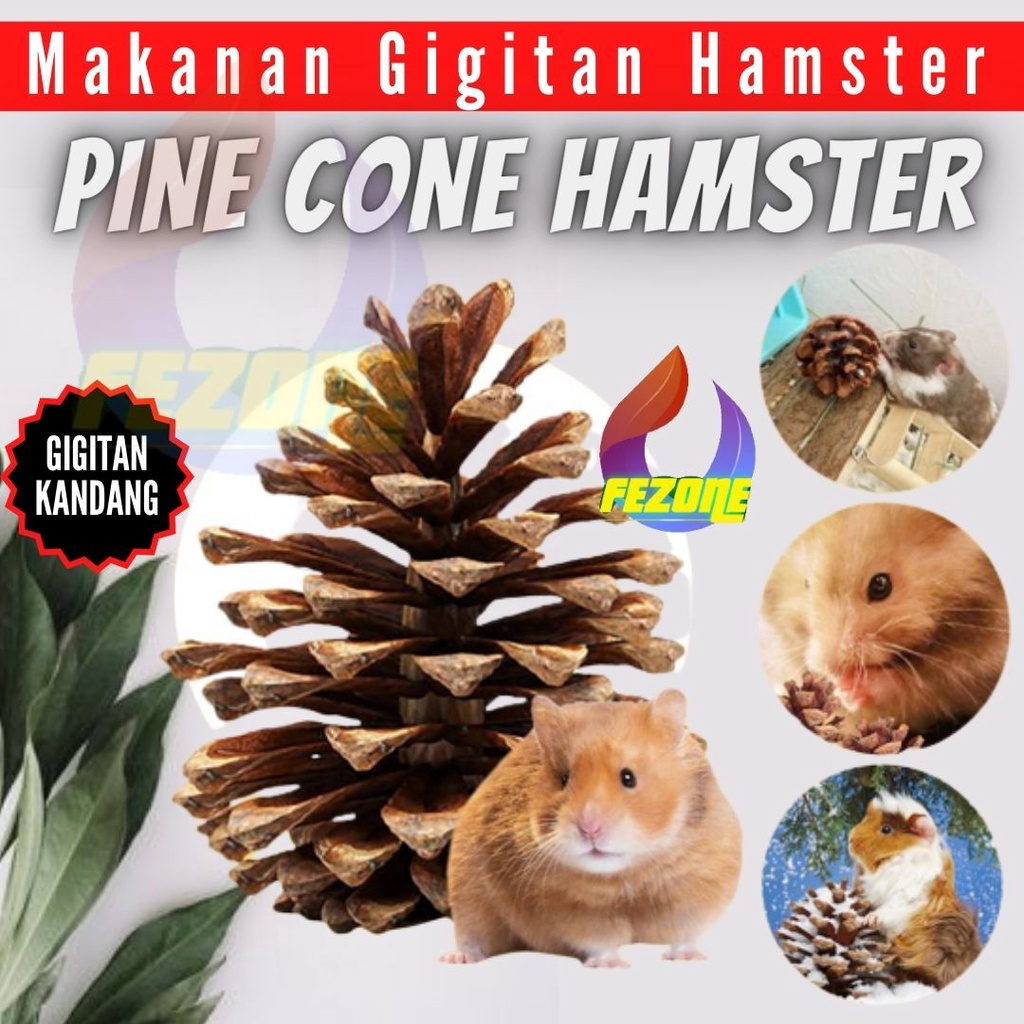 Biji Pinus Kering Mekar Kuncup Untuk Mainan Gigit Hamter dan Dekorasi | Bunga Pinus | Buah Pinus Rustic Hamster FEZONE