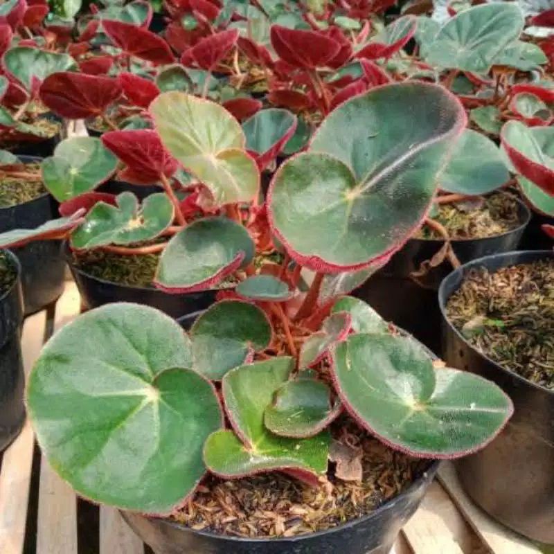 TANAMAN HIAS BEGONIA MANGKOK KARPET BLUDRU