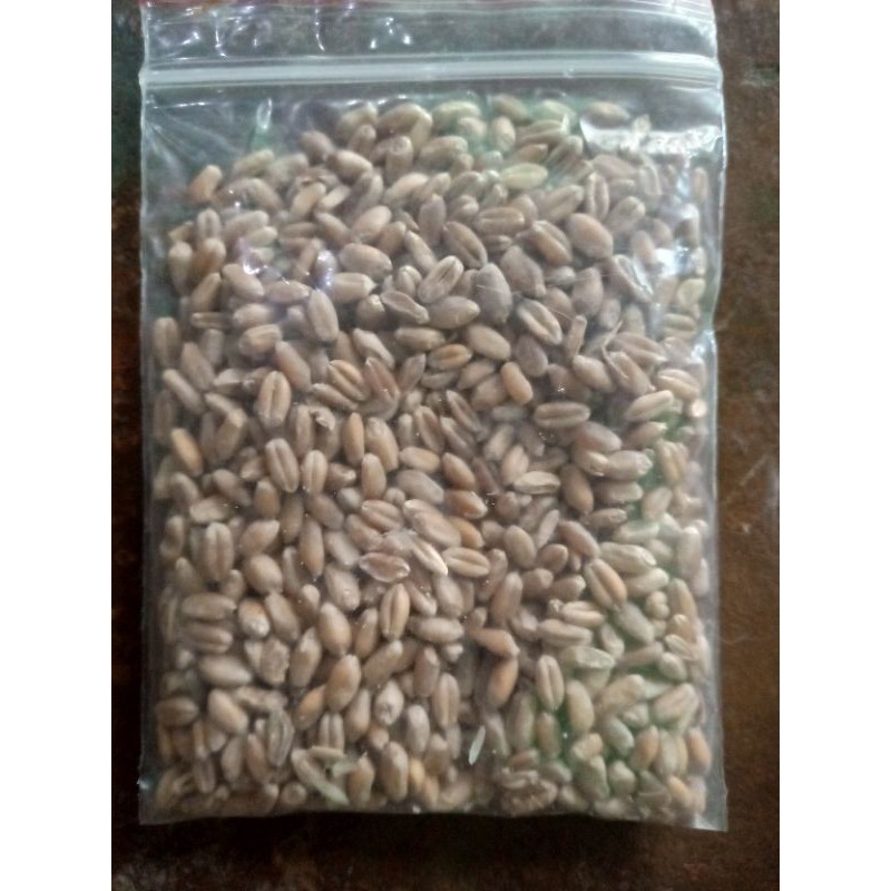 Biji gandum, rumput kucing