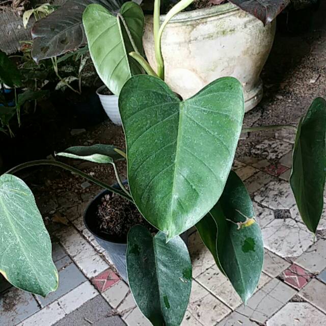 Harga Philodendron Anderson Philodendron Harga Philodendron Anderson Philodendron
