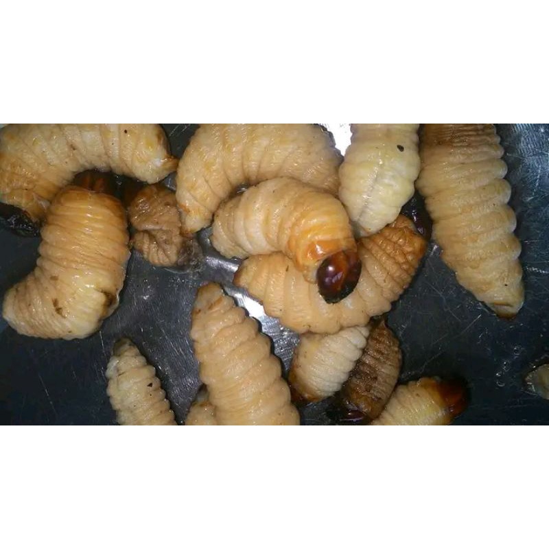 ulat sagu per 45 biji