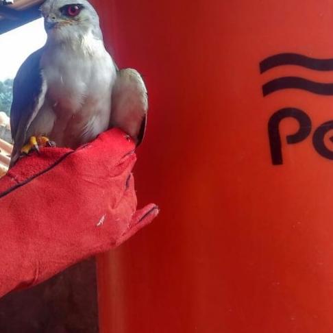 glove elang burung hantu / sarung tangan elang burung hantu