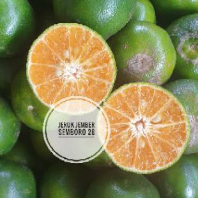 5kg Jeruk Semboro Jember Peras dan Kupas Premium Quality 5kg Jeruk Semboro Jember Peras dan Kupas Premium Quality